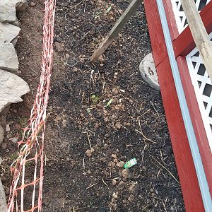 Ducks trampled the Peppers and ate the tomato plants