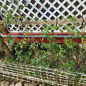 Tomato plants struggling