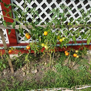 Tomato plants struggling