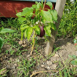 One pepper…