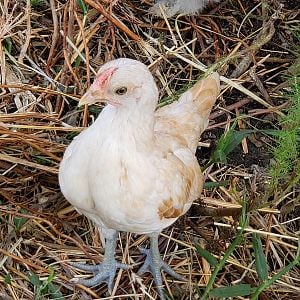Golden sebright cockerel pic 3