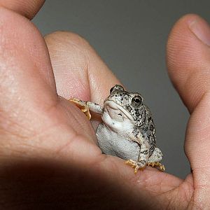 Toad_P8034112_08-03-2005-001