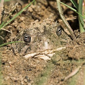 Toad_P6202688_06-20-2005-001