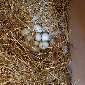 Nine eggs in the nest