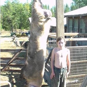 Big 680 pound boar
