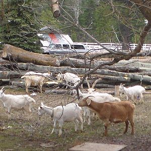 Debarking system