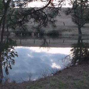 Pond
