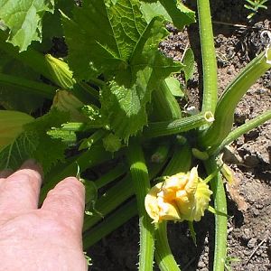 Zuchini 2