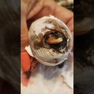 Hatching baby duck by hand