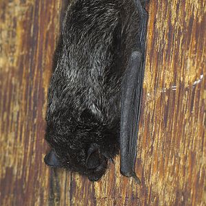 Bat_Y9131932_09-13-2010-001