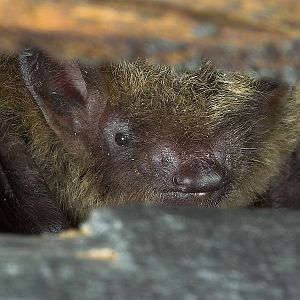 Bat_P6222243_06-22-2007-001