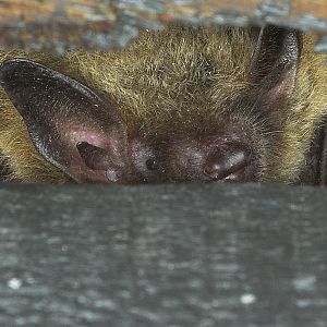 Bat_P6222240_06-22-2007-001