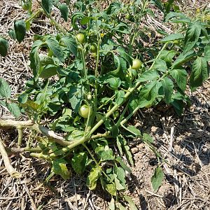 Potato or Tomato plant?