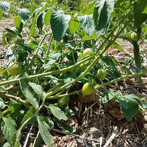Potato or Tomato plant?