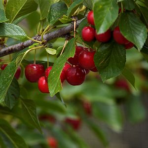 Evans_bali_cherry_X7298852_07-29-2019-001