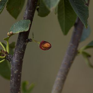 Evans_bali_cherry_X7298855_07-29-2019-001