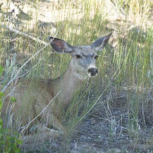 Mule_deer_X7258840_07-25-2019-001