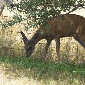Mule_deer_X7278848_07-27-2019-001