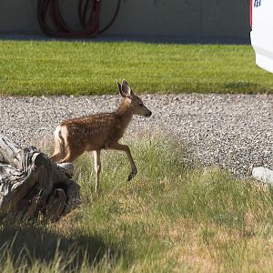 Mule_deer_fawn_X7258834_07-25-2019-001