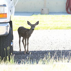 Mule_deer_fawn_X7258838_07-25-2019-001
