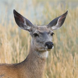 Mule_deer_X7298890_07-29-2019-001