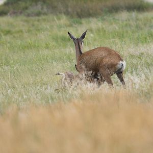 Mule_deer_fawn_X7298868_07-29-2019-001