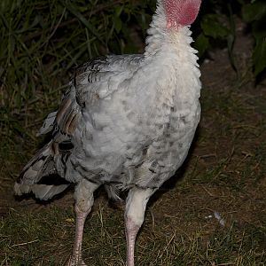 Sweetgrass_tom_X7318927_07-31-2019-001