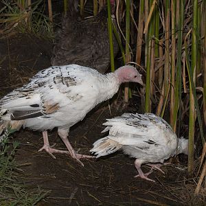 Sweetgrass_X7318938_07-31-2019-001