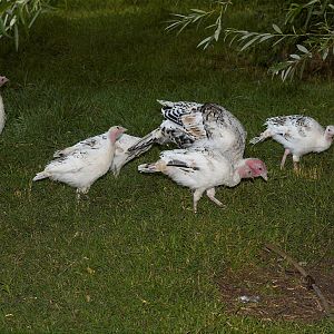 Sweetgrass_X7318934_07-31-2019-001