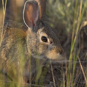 Cottontail_rabbit_X7308910_07-30-2019-001
