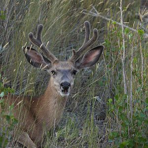 Mule_deer_X7308914_07-30-2019-001
