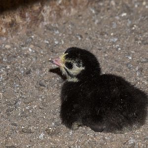 Tri-color_mottled_black_X8018954_08-01-2019-001