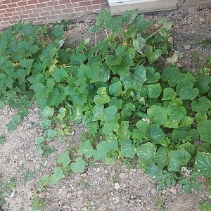 Cucumber and zucchini patch