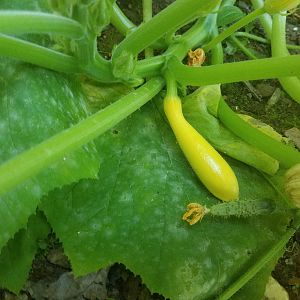 Another mini Zucchini squash, competing with a cucumber