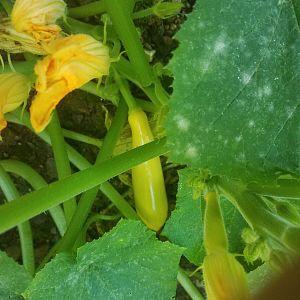The first Zucchini squash