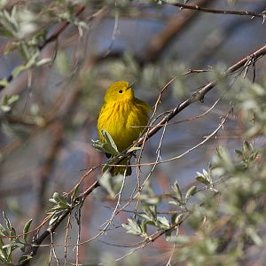 Yellow_warbler_X5308516_05-30-2019-001