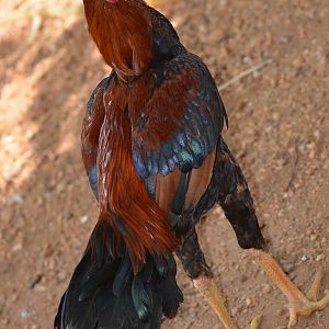 Our 8 month Old Cockerel 'Copper' with unique Tail Coverts