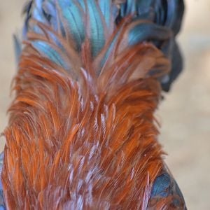 Here you can see clearly the bluish black tail coverts with orangish red tinge running on the perimeter of each tail covert.