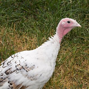 Sweetgrass_tom_X8049005_08-04-2019-001