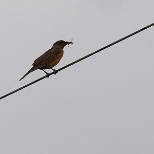 Robin_X8048997_08-04-2019-001