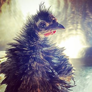 Black Frizzle