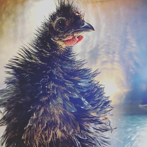 Black Frizzle