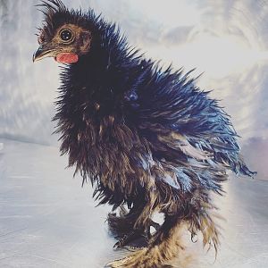 Black Frizzle
