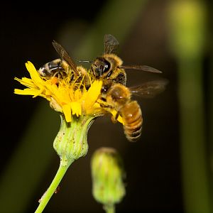 Honeybee_X8049020_08-04-2019-001