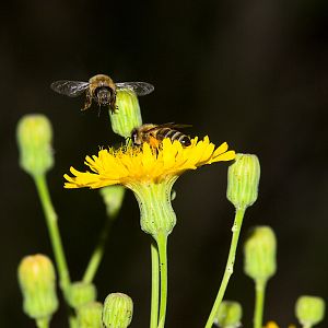 Honeybee_X8049024_08-04-2019-001