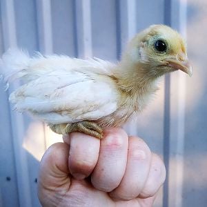 Red pyle chick