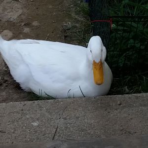 Daisy duck 1