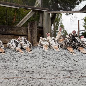 Sweetgrass_turkeys_X8119109_08-11-2019-001