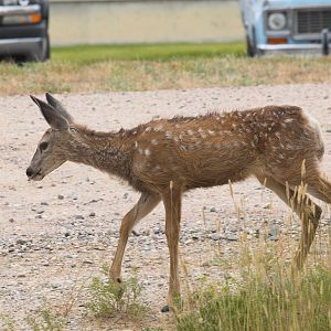 Mule_deer_fawn_X8079059_08-07-2019-001