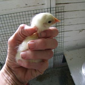 Sussex Chick